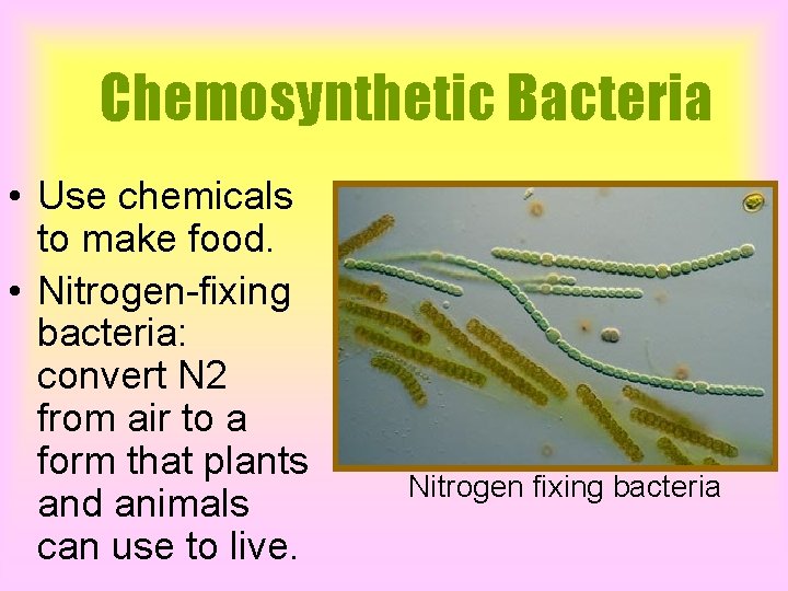 Chemosynthetic Bacteria • Use chemicals to make food. • Nitrogen-fixing bacteria: convert N 2