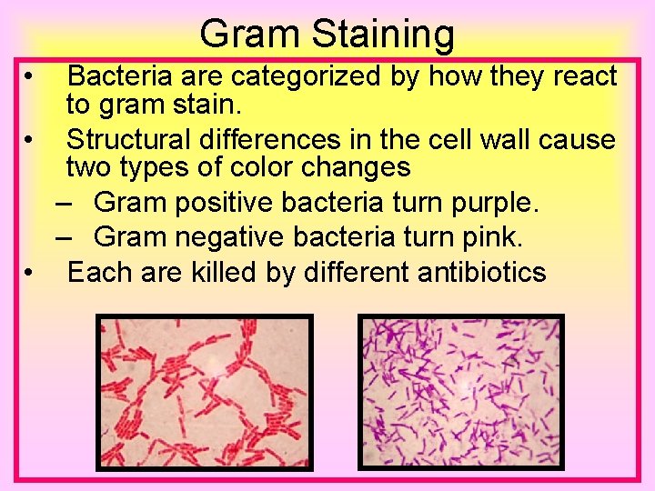 Gram Staining • Bacteria are categorized by how they react to gram stain. •