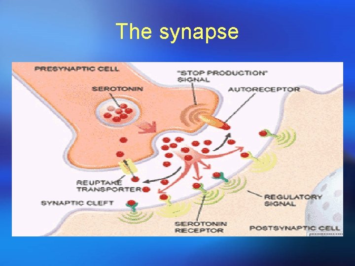 The synapse 
