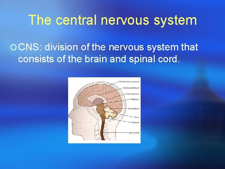 The central nervous system ¡ CNS: division of the nervous system that consists of