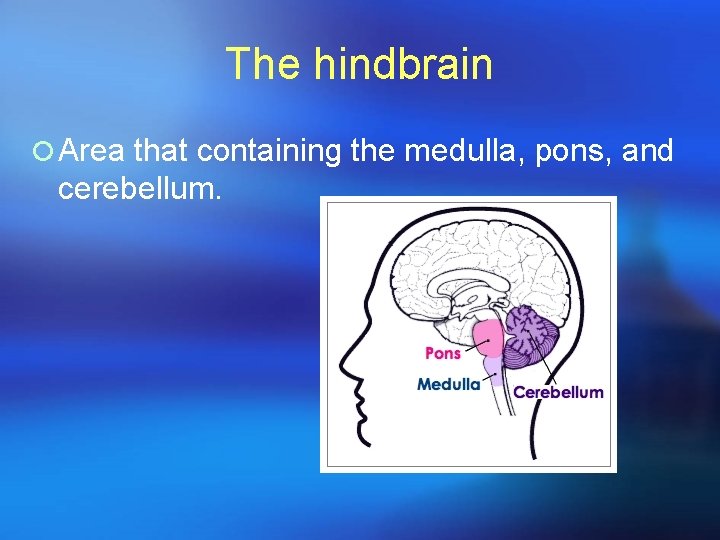 The hindbrain ¡ Area that containing the medulla, pons, and cerebellum. 