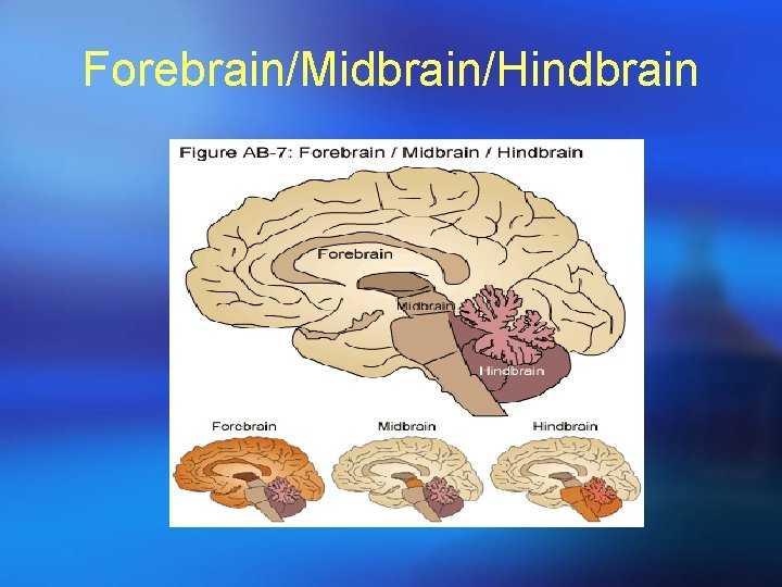Forebrain/Midbrain/Hindbrain 