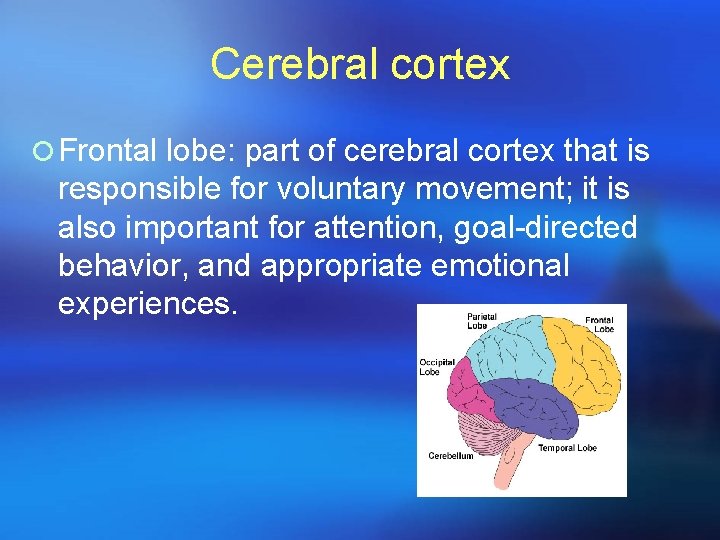 Cerebral cortex ¡ Frontal lobe: part of cerebral cortex that is responsible for voluntary