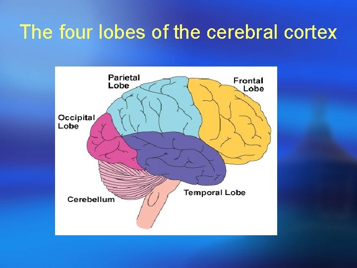 The four lobes of the cerebral cortex 