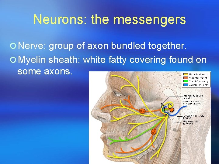 Neurons: the messengers ¡ Nerve: group of axon bundled together. ¡ Myelin sheath: white