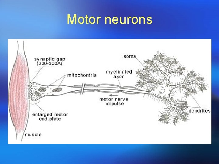 Motor neurons 