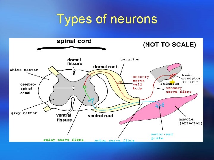 Types of neurons 