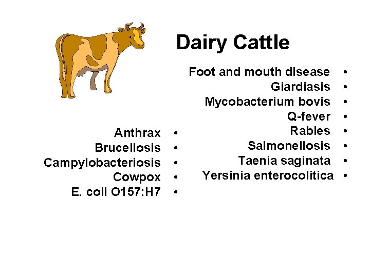 Dairy Cattle Anthrax Brucellosis Campylobacteriosis Cowpox E. coli O 157: H 7 • •