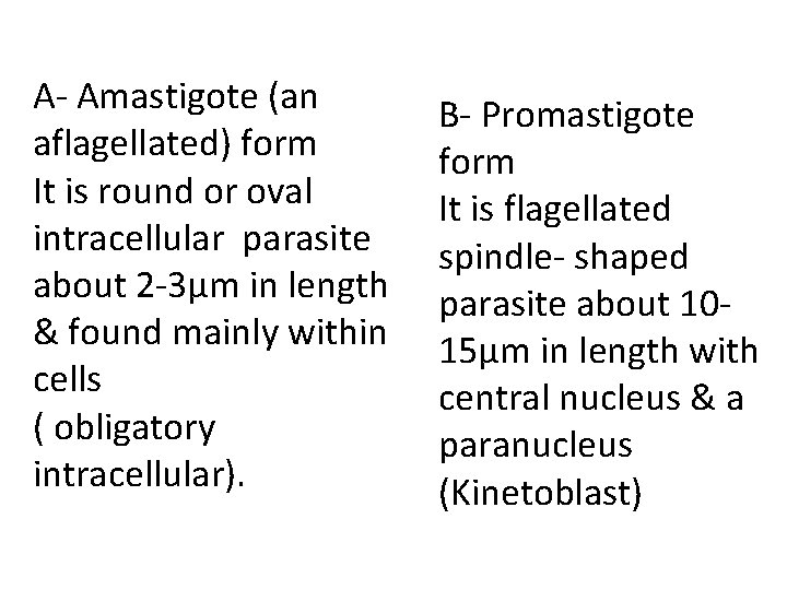 A- Amastigote (an aflagellated) form It is round or oval intracellular parasite about 2