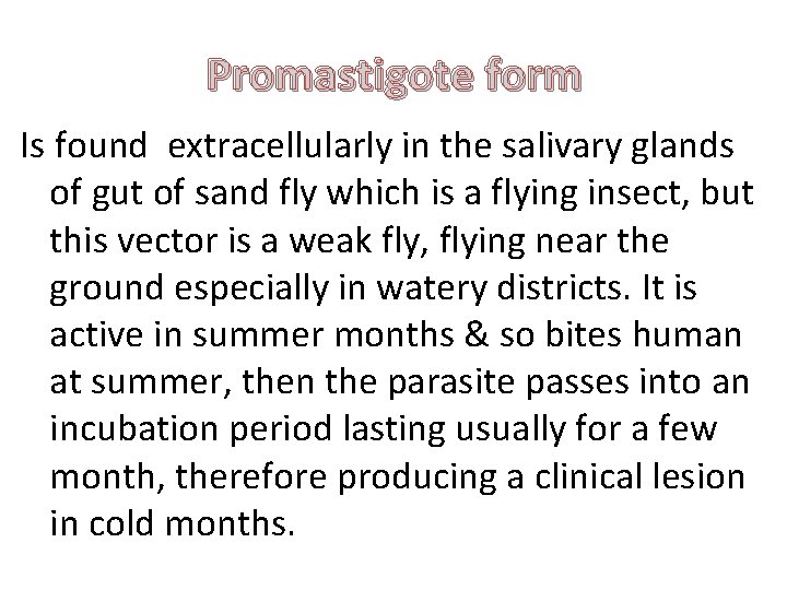 Promastigote form Is found extracellularly in the salivary glands of gut of sand fly