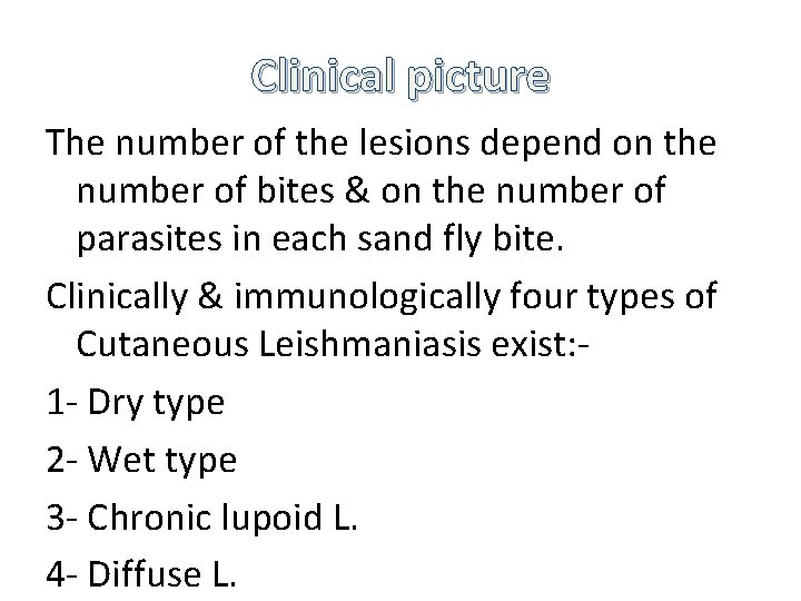 Clinical picture The number of the lesions depend on the number of bites &