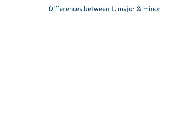 Differences between L. major & minor 