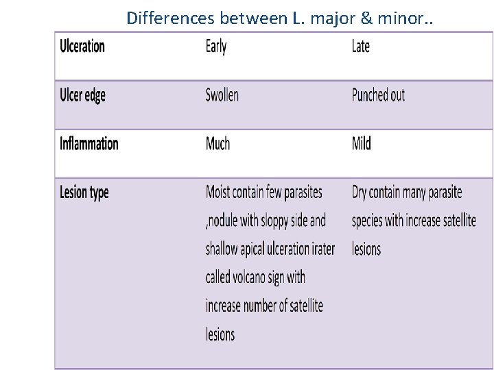 Differences between L. major & minor. . 