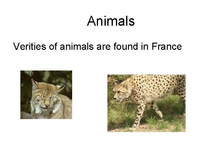 Animals Verities of animals are found in France 