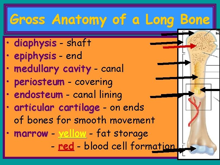 Gross Anatomy of a Long Bone • • • diaphysis - shaft epiphysis -