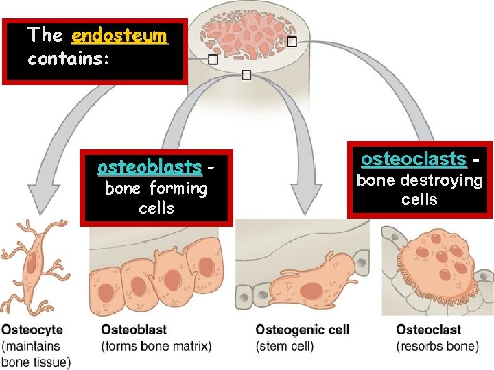 The endosteum contains: osteoblasts bone forming cells osteoclasts bone destroying cells 