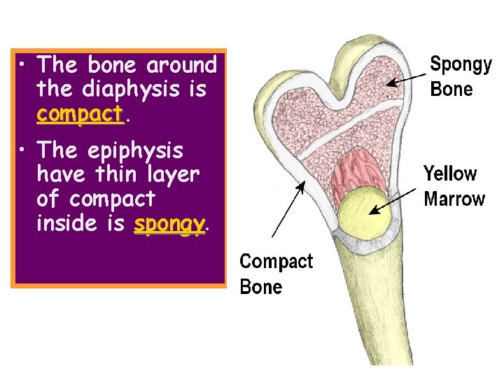  • The bone around the diaphysis is compact • The epiphysis have thin