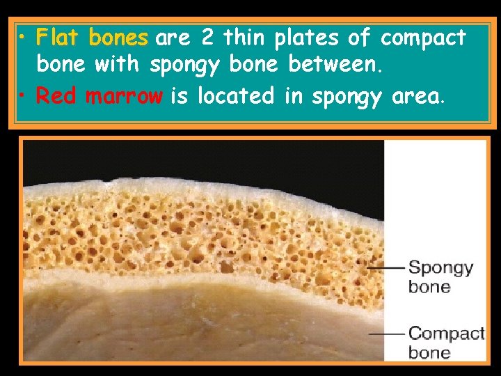  • Flat bones are 2 thin plates of compact bone with spongy bone