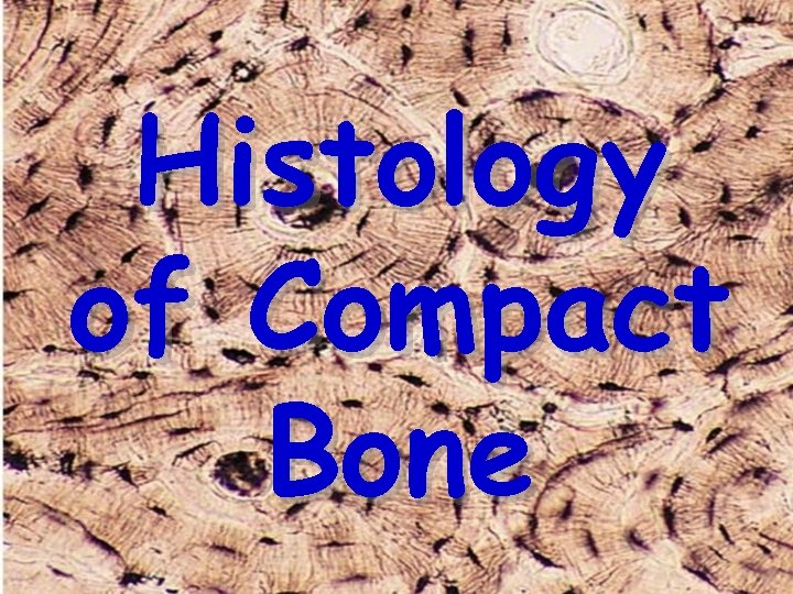 Histology of Compact Bone 