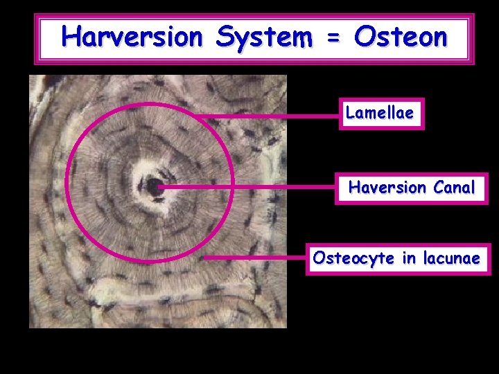 Harversion System = Osteon Lamellae Haversion Canal Osteocyte in lacunae 