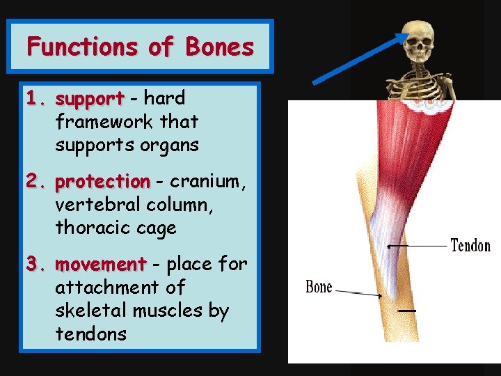 Functions of Bones 1. support - hard framework that supports organs 2. protection -