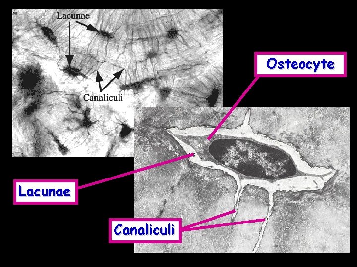 Osteocyte Lacunae Canaliculi 