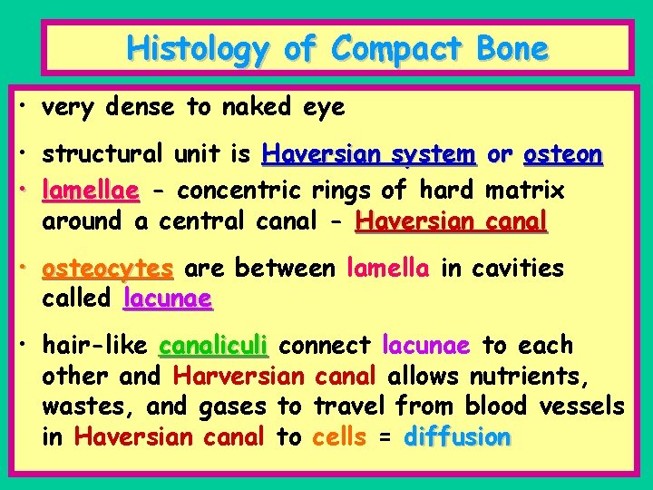 Histology of Compact Bone • very dense to naked eye • structural unit is