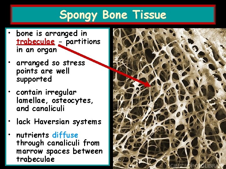 Spongy Bone Tissue • bone is arranged in trabeculae - partitions in an organ