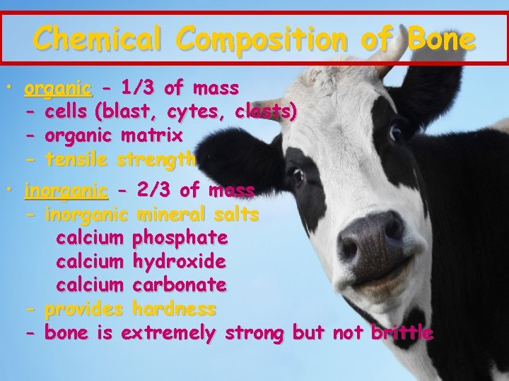 Chemical Composition of Bone • organic - 1/3 of mass - cells (blast, cytes,