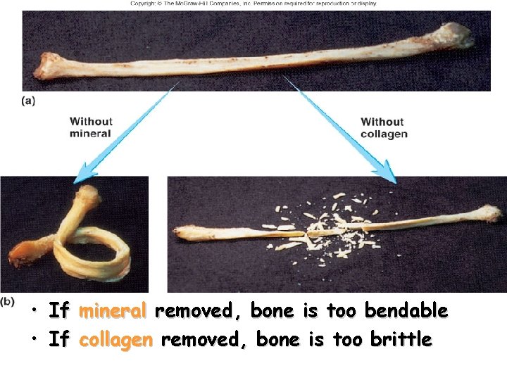  • If mineral removed, bone is too bendable • If collagen removed, bone