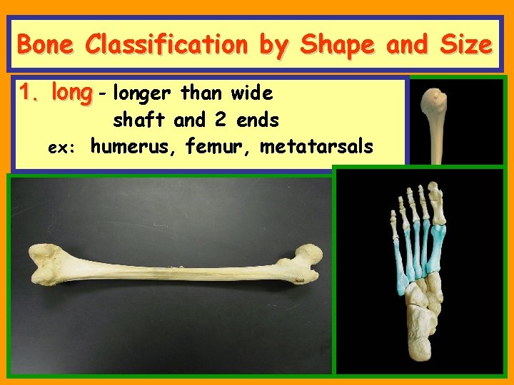 Bone Classification by Shape and Size 1. long - longer than wide shaft and