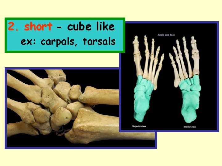 2. short - cube like ex: carpals, tarsals 