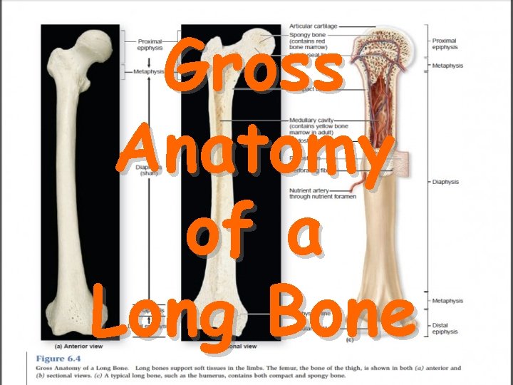 Gross Anatomy of a Long Bone 