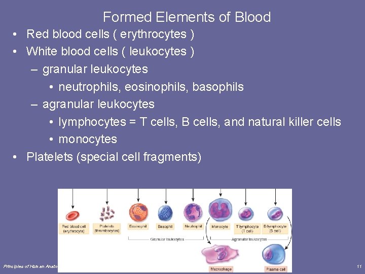 Formed Elements of Blood • Red blood cells ( erythrocytes ) • White blood