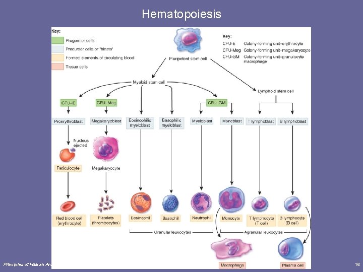 Hematopoiesis Principles of Human Anatomy and Physiology, 11 e 16 