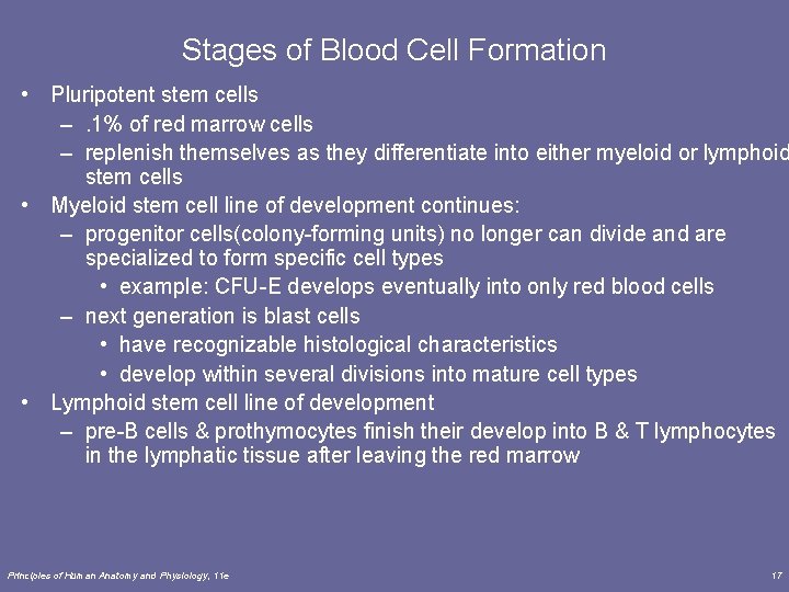 Stages of Blood Cell Formation • Pluripotent stem cells –. 1% of red marrow