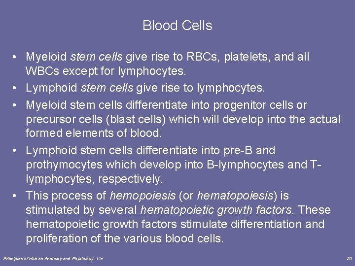 Blood Cells • Myeloid stem cells give rise to RBCs, platelets, and all WBCs