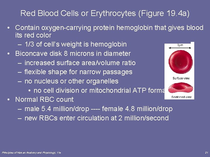 Red Blood Cells or Erythrocytes (Figure 19. 4 a) • Contain oxygen-carrying protein hemoglobin