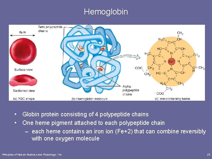 Hemoglobin • Globin protein consisting of 4 polypeptide chains • One heme pigment attached