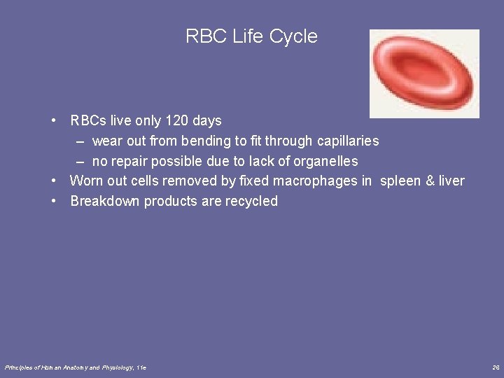 RBC Life Cycle • RBCs live only 120 days – wear out from bending