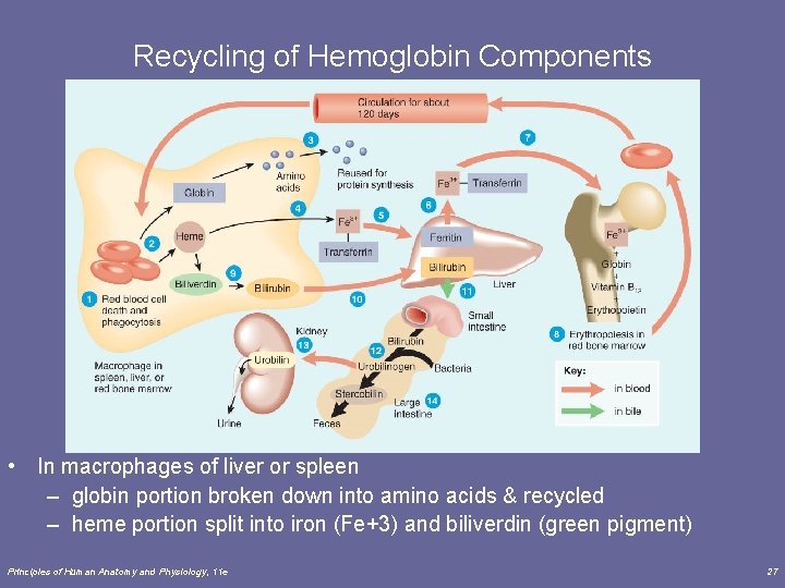Recycling of Hemoglobin Components • In macrophages of liver or spleen – globin portion