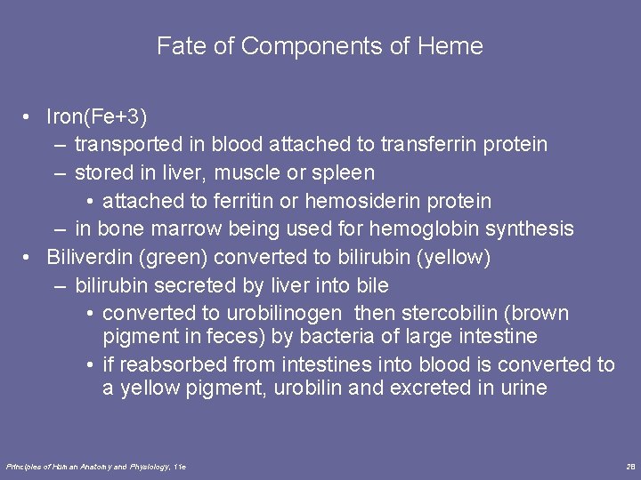 Fate of Components of Heme • Iron(Fe+3) – transported in blood attached to transferrin