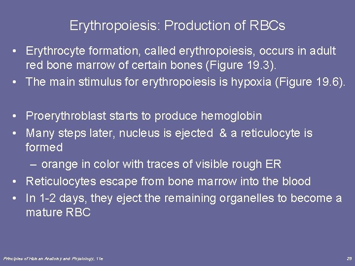 Erythropoiesis: Production of RBCs • Erythrocyte formation, called erythropoiesis, occurs in adult red bone