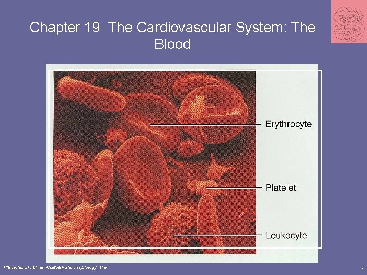 Chapter 19 The Cardiovascular System: The Blood Principles of Human Anatomy and Physiology, 11