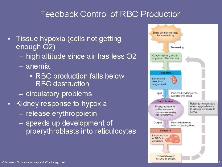 Feedback Control of RBC Production • Tissue hypoxia (cells not getting enough O 2)