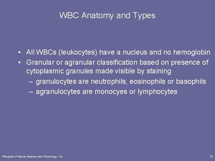 WBC Anatomy and Types • All WBCs (leukocytes) have a nucleus and no hemoglobin