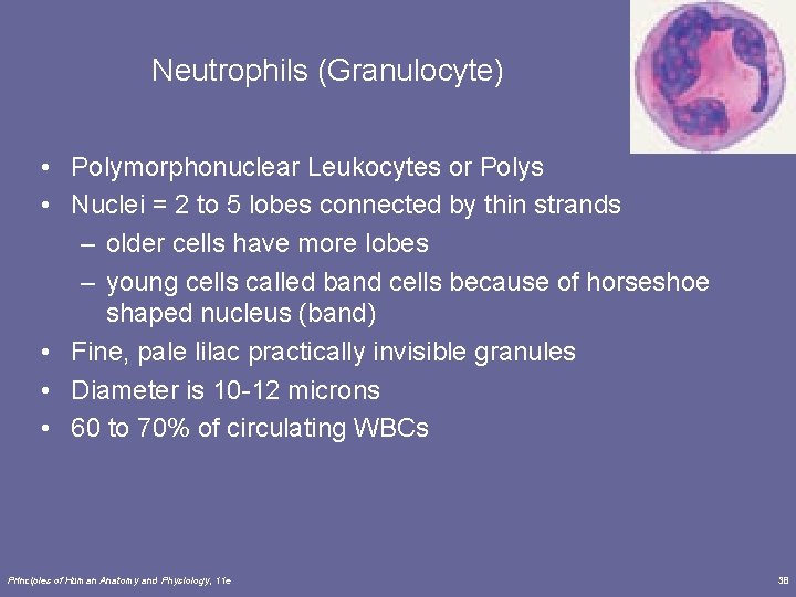 Neutrophils (Granulocyte) • Polymorphonuclear Leukocytes or Polys • Nuclei = 2 to 5 lobes