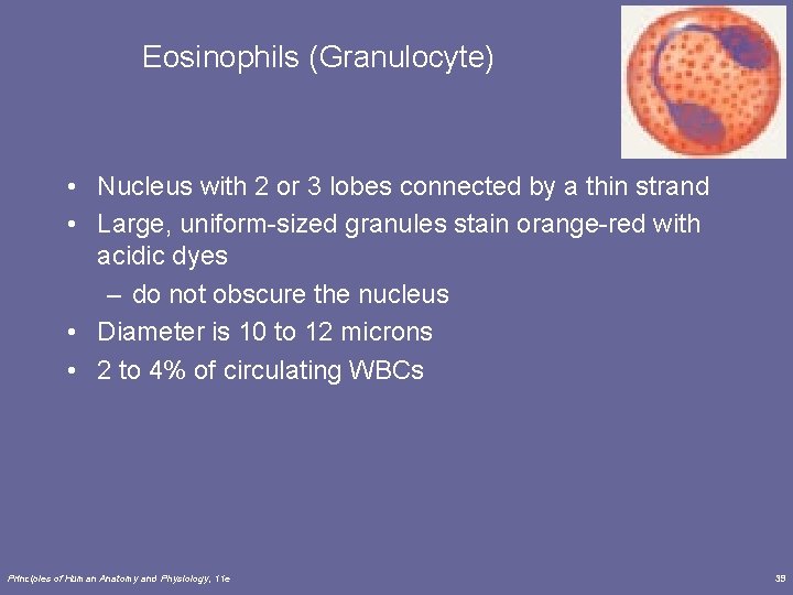 Eosinophils (Granulocyte) • Nucleus with 2 or 3 lobes connected by a thin strand