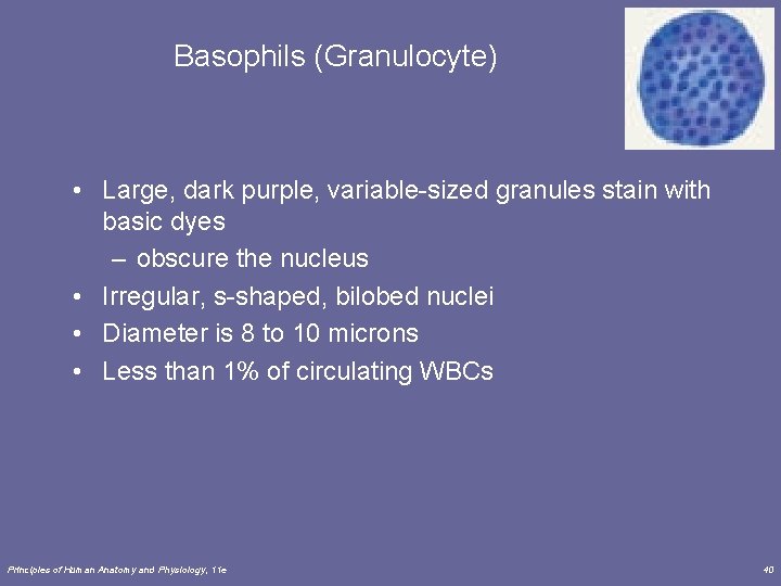 Basophils (Granulocyte) • Large, dark purple, variable-sized granules stain with basic dyes – obscure