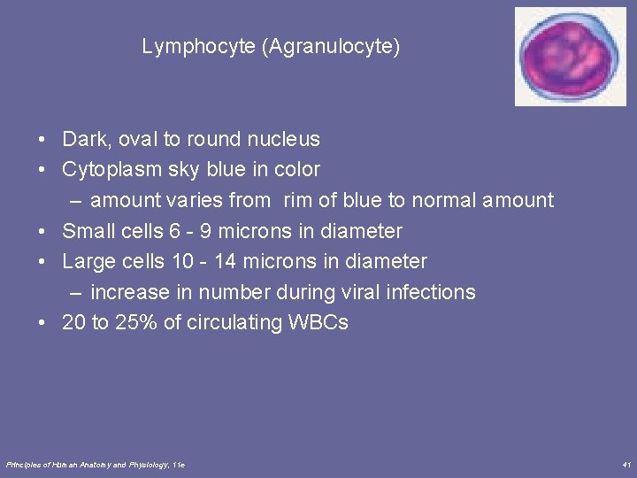 Lymphocyte (Agranulocyte) • Dark, oval to round nucleus • Cytoplasm sky blue in color